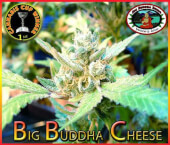 Big Buddha Cheese  5 Semillas